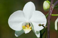 Weiße Orchidee