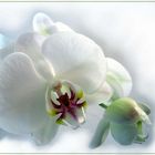 weisse Orchidee