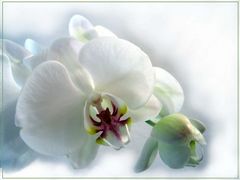 weisse Orchidee