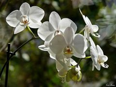 Weiße Orchidee 
