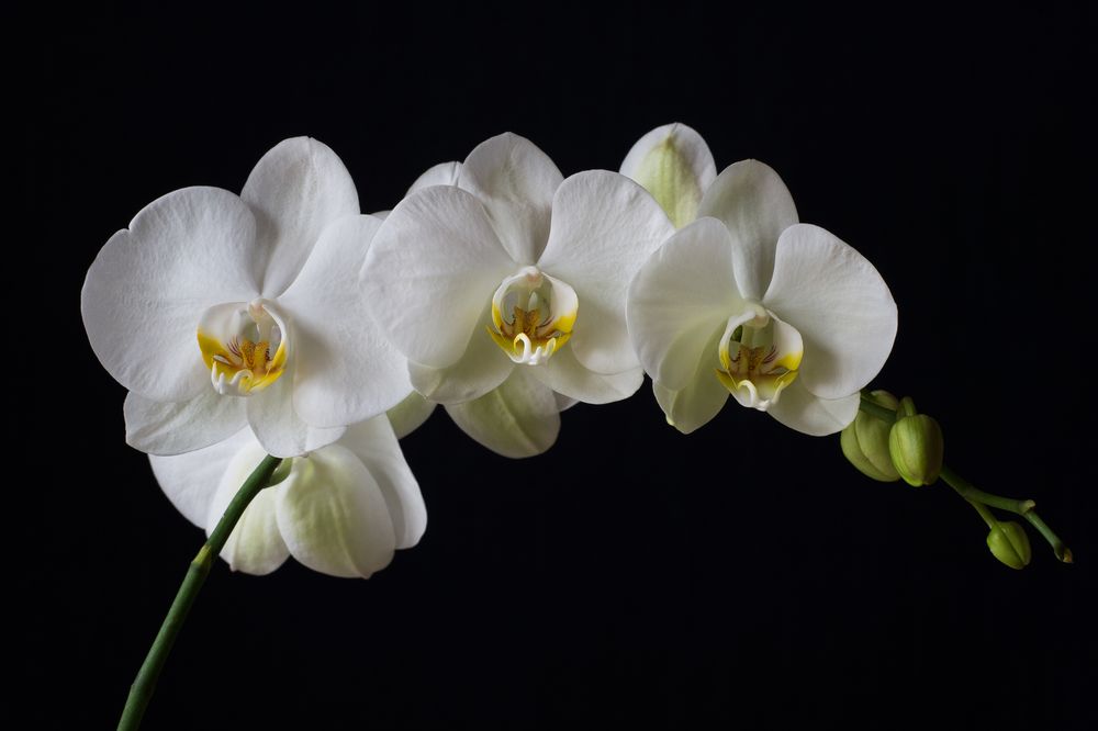 Weisse Orchidee Foto & Bild | pflanzen, pilze & flechten, blüten