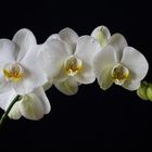 Weisse Orchidee