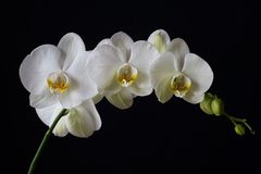 Weisse Orchidee