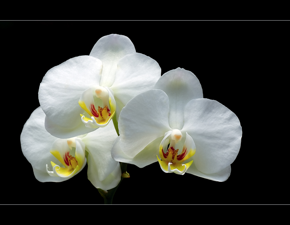 [  weiße Orchidee  ]