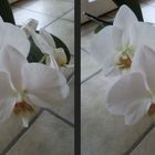 weiße Orchidee