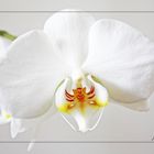 Weiße Orchidee