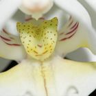 Weiße Orchidee