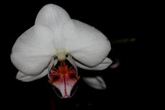 Weiße Orchidee