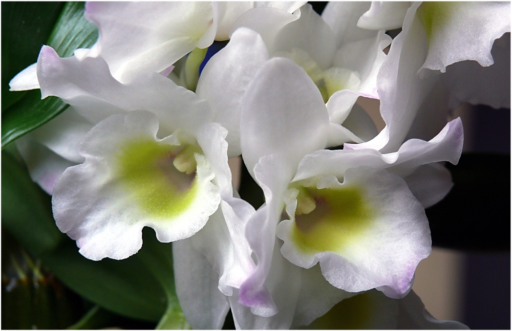 Weisse Orchidee