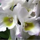 Weisse Orchidee