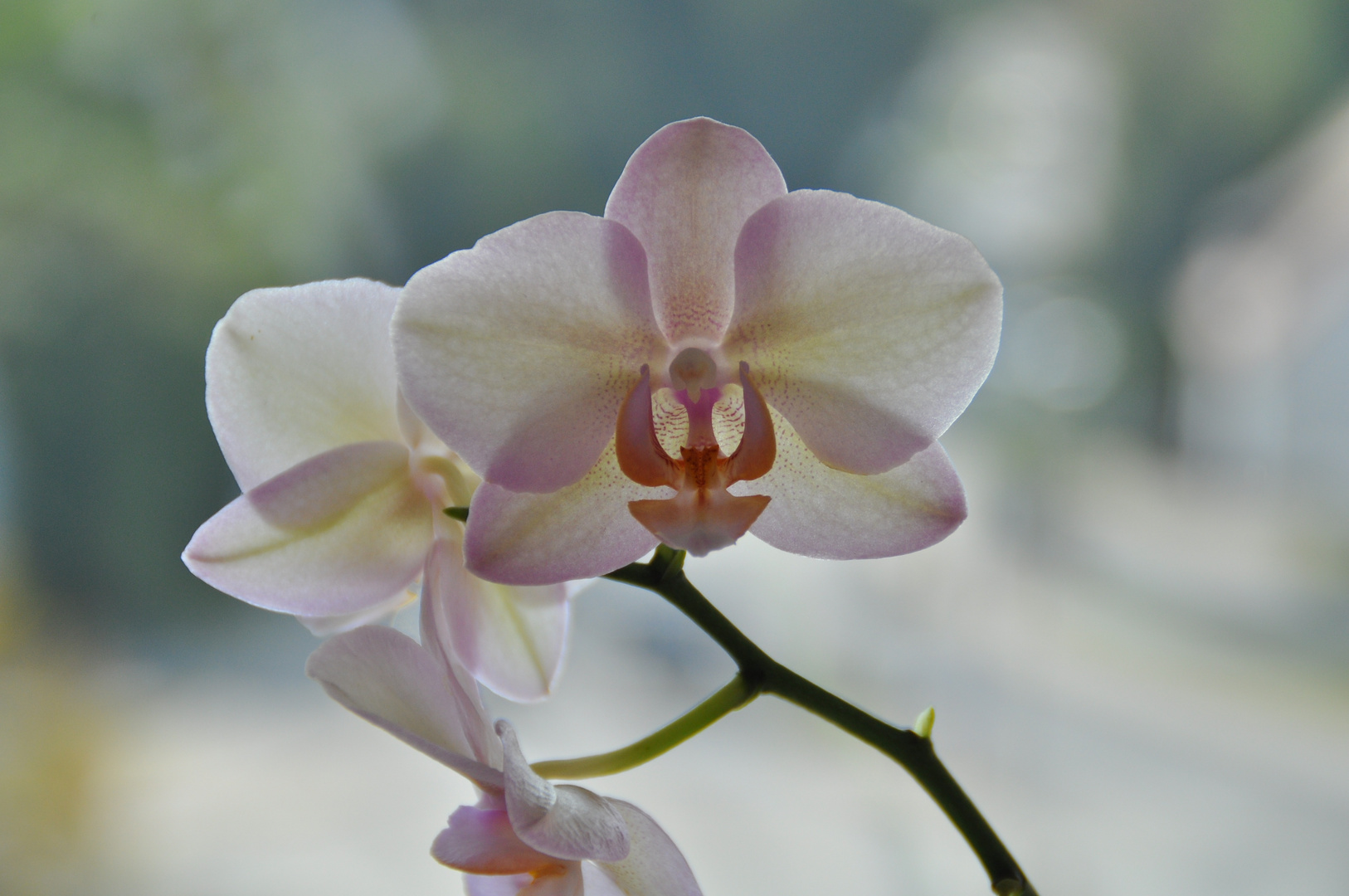Weiße OrchideeBlüte Foto & Bild natur, stillleben, pflanzen Bilder