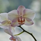 Weiße Orchidee-Blüte