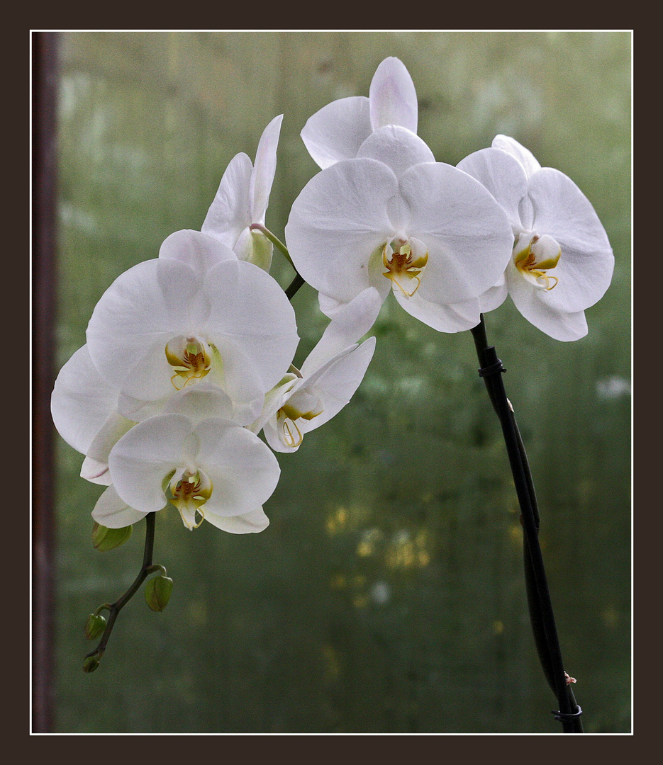 weisse Orchidee...
