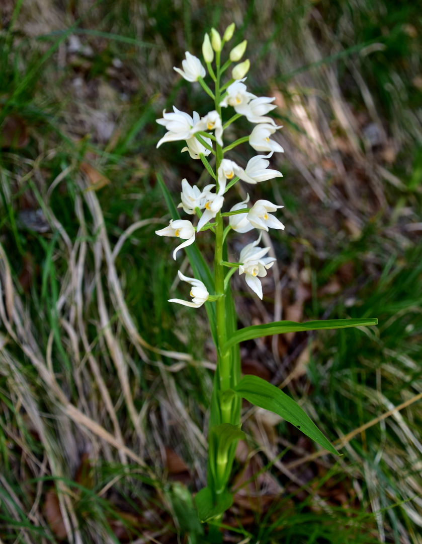 weisse Orchidee (Cephalanthera longifolia)