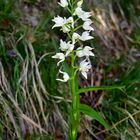 weisse Orchidee (Cephalanthera longifolia)