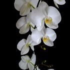 Weiße Orchidee ....