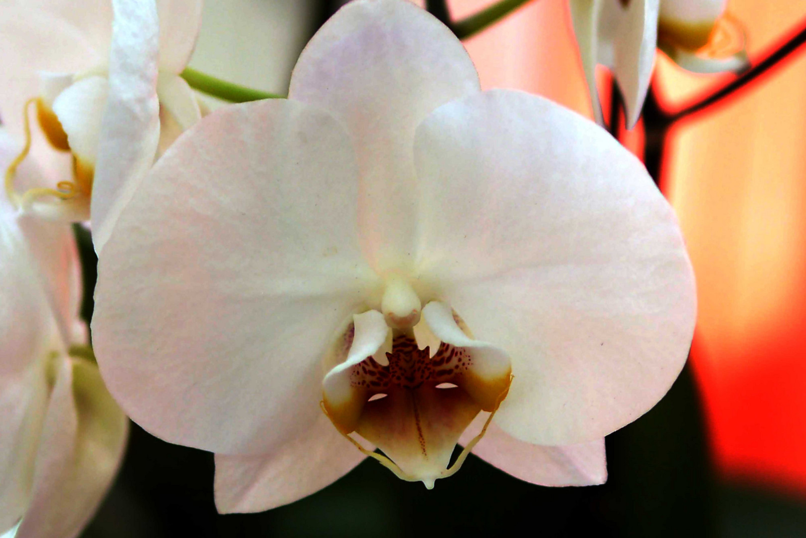 weisse Orchidee