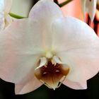 weisse Orchidee