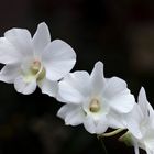 Weiße Orchidee - dendrobium