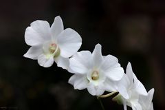 Weiße Orchidee - dendrobium