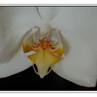 Weiße Orchidee