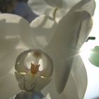 weiße Orchidee - die Sonne scheint