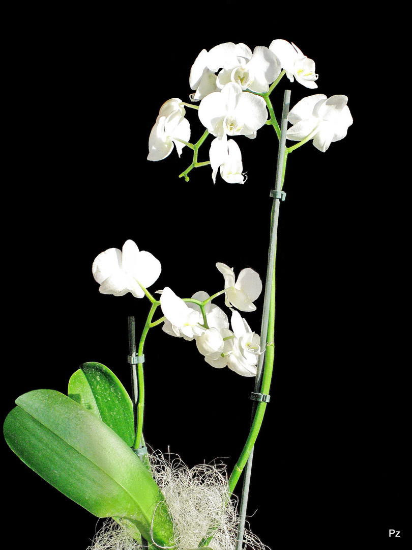Weiße Orchidee...