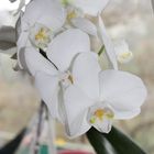 Weiße Orchidee