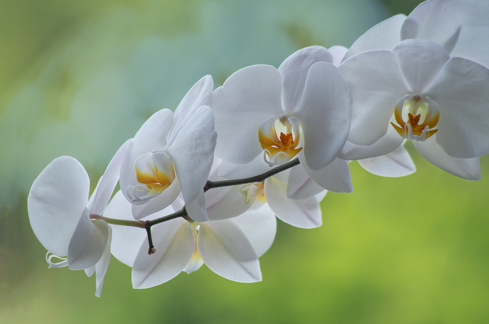 Weisse Orchidee
