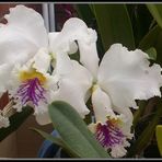 Weisse Orchidee