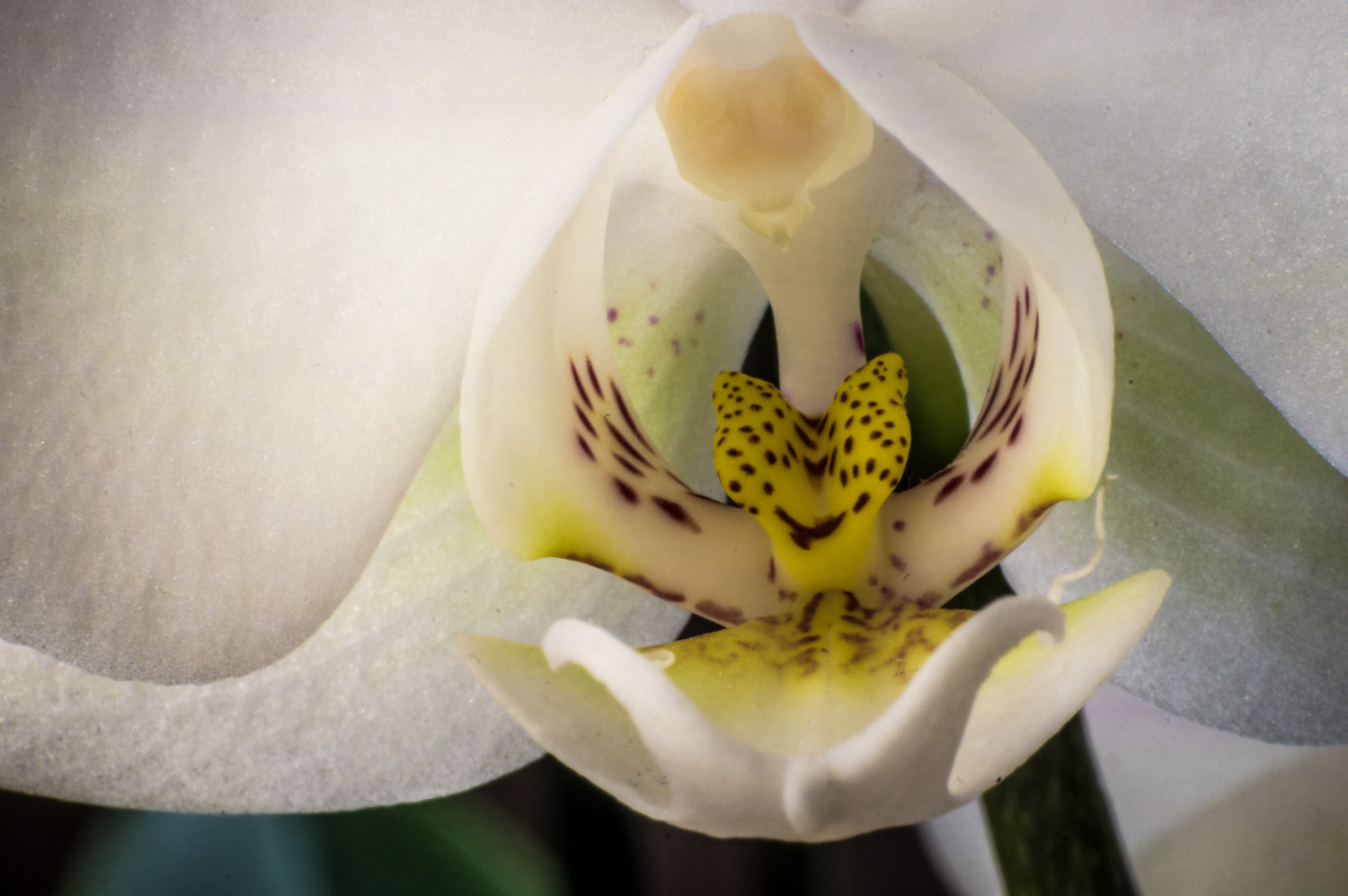 Weiße Orchidee (HDR)