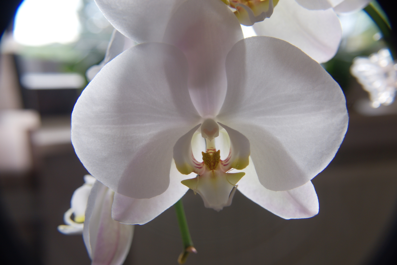 Weiße Orchidee im Gegenlicht