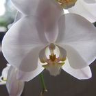 Weiße Orchidee im Gegenlicht