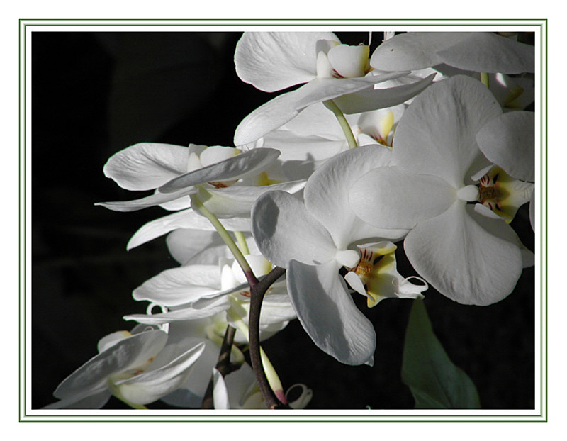 weiße Orchidee im Licht