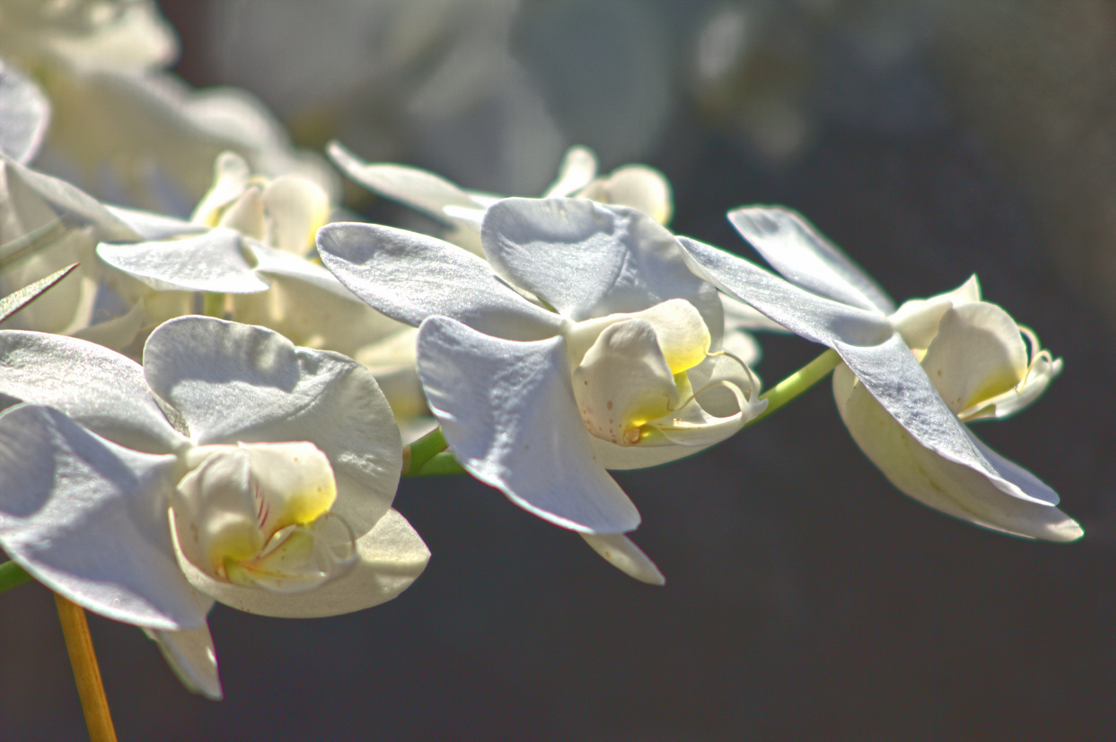 Weiße Orchidee im Sonnenlicht