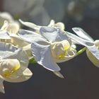 Weiße Orchidee im Sonnenlicht