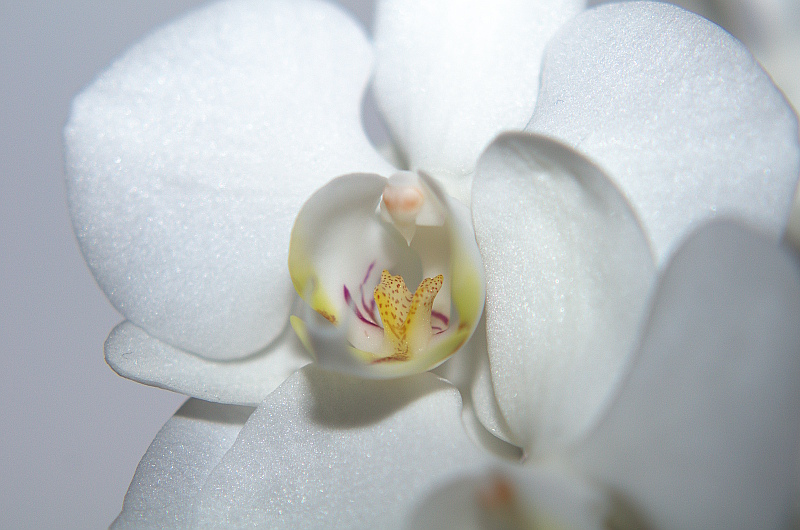 Weisse Orchidee (Nahaufnahme)