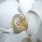 Weisse Orchidee (Nahaufnahme)