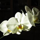 weiße Orchidee - Phalaenopsis