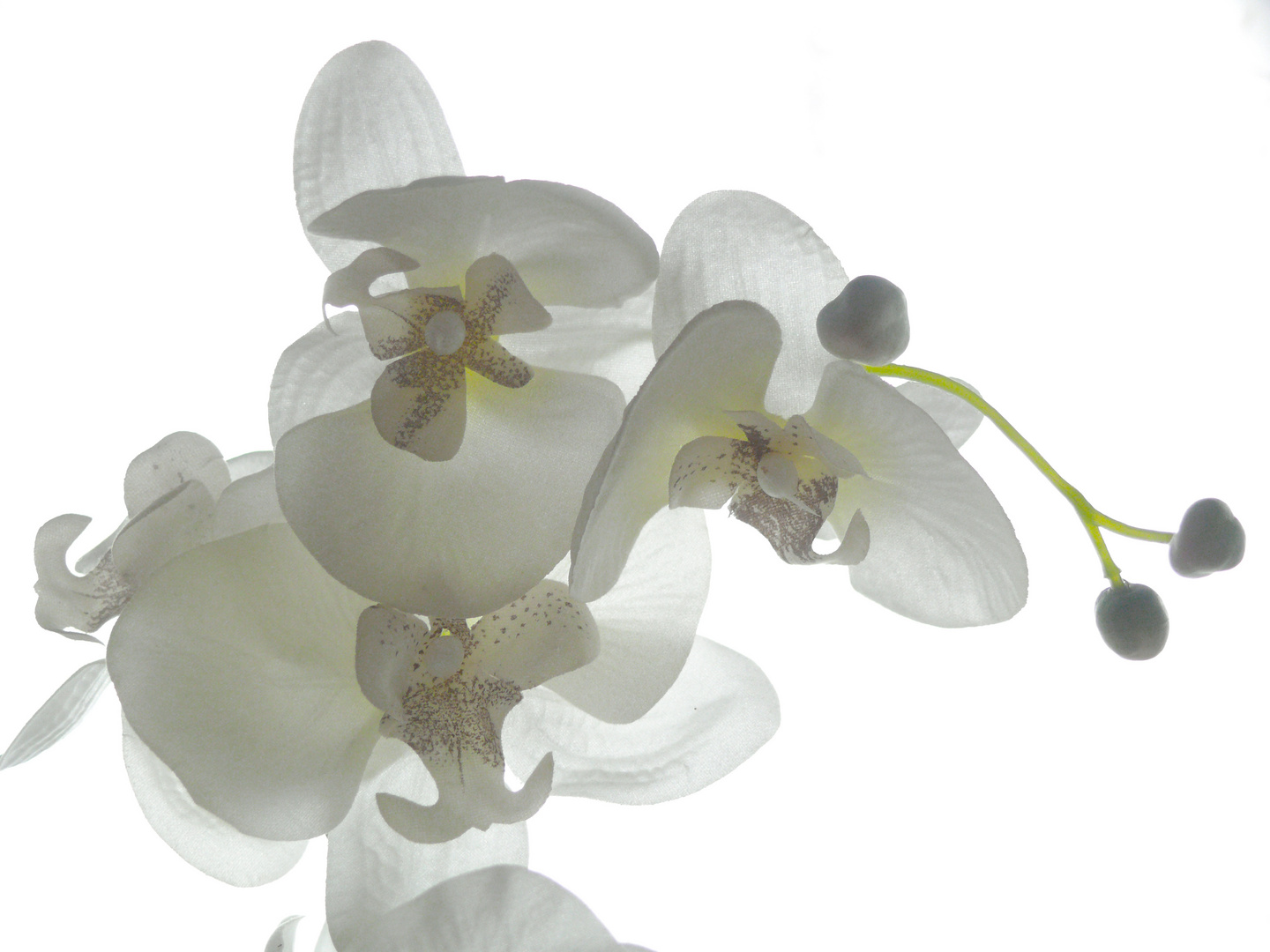 Weiße Orchidee vor weißem Hintergrund