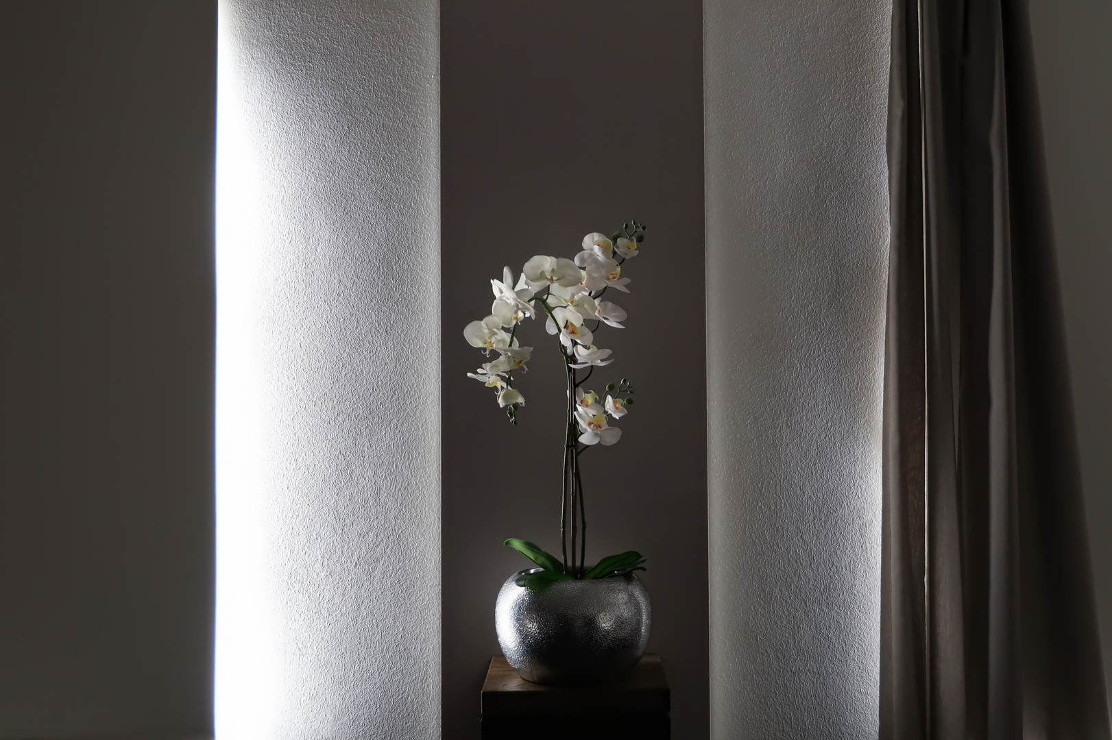 weisse Orchidee  -  white orchid