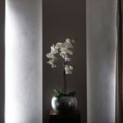 weisse Orchidee  -  white orchid