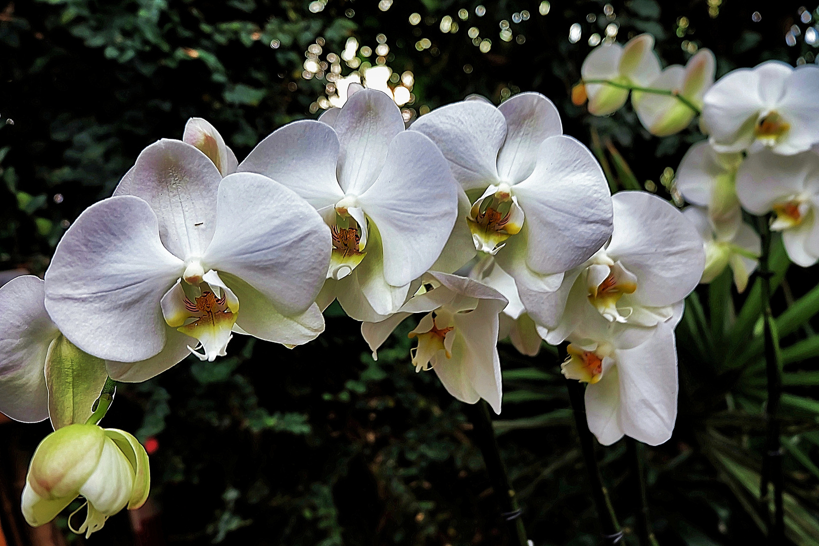 Weisse Orchideen Foto & Bild | pflanzen, pilze & flechten, blüten