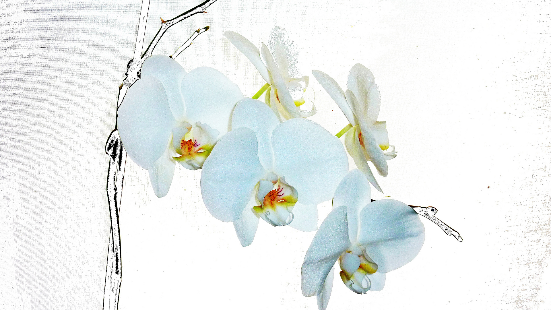 *** Weiße Orchideen ***