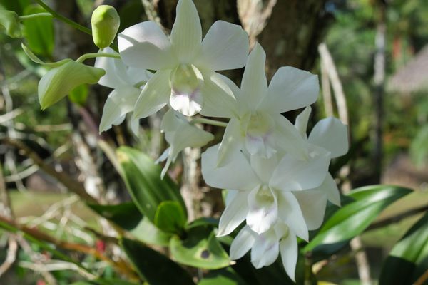 ...weiße Orchideen...