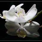 weiße Orchideen ... 