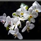 Weiße Orchideen am Mittwoch
