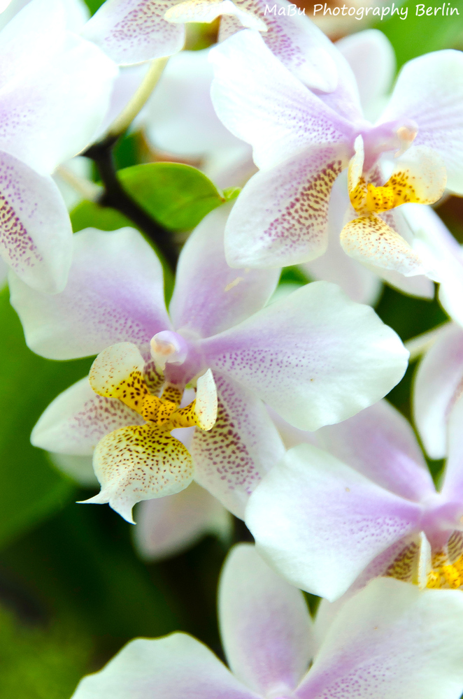 Weiße Orchideen - White Orchids