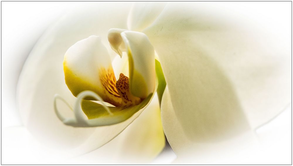 weiße Orchideenblüte
