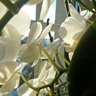 weisse Orchidee(Phal.)